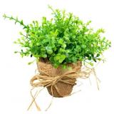 Boxwood Faux Plant - 9 x 7.5