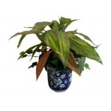 Faux Plant in Blue & White Planter - 23 x 17 x 16