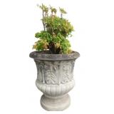 Concrete Planter w/ shrub - 23 x 20