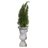 Concrete Planter w/ shrub - 37 x 20