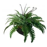 Artificial Fern in Planter - 16 x 20 x 20