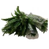 Artificial Fern Stems - 20" Tall