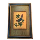 Framed Bird Print - 33 x 22