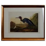 Blue Crane by John J. Audubon