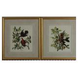 Set of Doves by John J Audubon