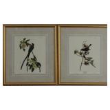 Set of Flycatchers by John J Audubon