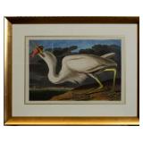 Great White Heron by John J. Audubon