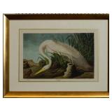 White Heron by John J. Audubon