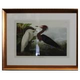 Purple Heron by John J. Audubon