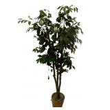 Artificial Fichu Tree in Basket Planter - 73" tall
