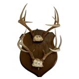 Vintage Taxidermy Deer Antlers (2 sets) Mounted
