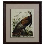 WILD TURKEY BY JOHN J AUDUBON