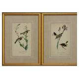 SET OF 2 ANTIQUE BIRDS BY JOHN J AUDUBON