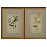 SET OF 2 ANTIQUE BIRDS BY JOHN J AUDUBON