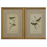 SET OF 2 ANTIQUE BIRDS BY JOHN J AUDUBON