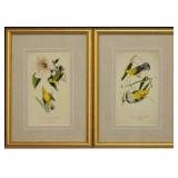 SET OF 2 ANTIQUE BIRDS BY JOHN J AUDUBON