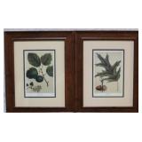 Set of 4 framed botanicals