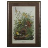 MEADOW LARK BY JOHN AUDUBON
