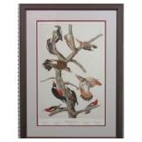 HAIRY WOODPECKER BY JOHN AUDUBON