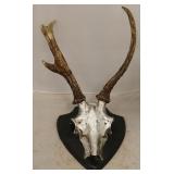 Skull Mount by Sterling