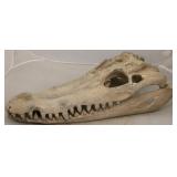 Sterling Cretaceous Gator Skull