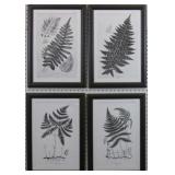 Black & white ferns