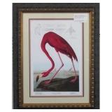 American Flamingo by John Audubon