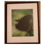 Butterfly Framed Print