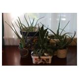 Assorted Potted Plants