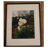 Flower Framed Print