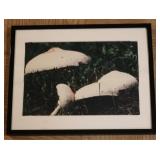 Mushroom Framed Print