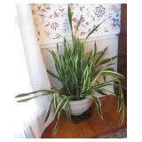 Live House Plant