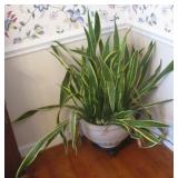 Live House Plant