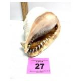 BEAUTIFUL LARGE CONCH SHELL