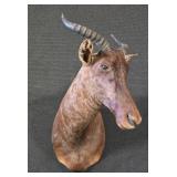 African Topi Shoulder Mount