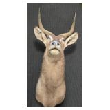 African Waterbuck Shoulder Mount