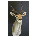 Kudu Antelope Mount