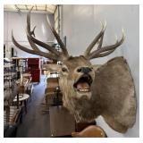 Beautiful 6x6 Elk Mount
