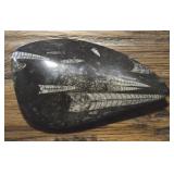 Large Polished Orthoceras Fossil