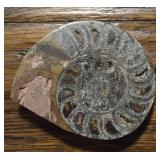 Ammonite Fossil