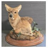 Chinese Water Deer Mount