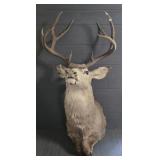 Mule Deer Shoulder Mount