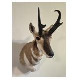 Pronghorn Antelope Shoulder Mount