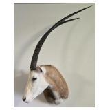 Scimitar Horn Oryx Shoulder Mount
