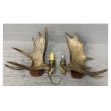 (2) Real Moose Antler Lamps