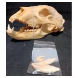 AJo503 JD: Black Bear Skull
