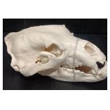 Black Bear Skull