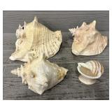 (3) Conch Shells & (1) Horn Shell