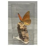 Butterfly in Display Case