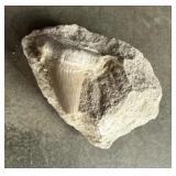 Shark Tooth Fossil